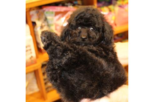 成約済の愛知県のトイプードル-54290の17枚目