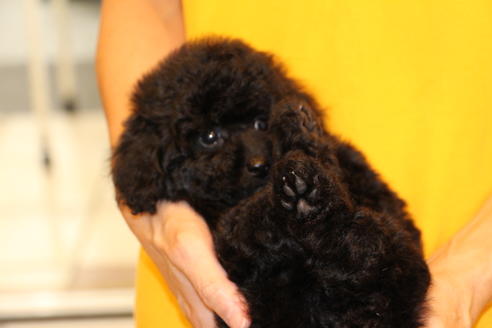 成約済の愛知県のトイプードル-54290の16枚目