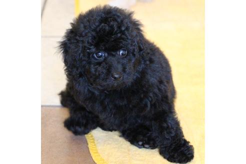 成約済の愛知県のトイプードル-54290の15枚目