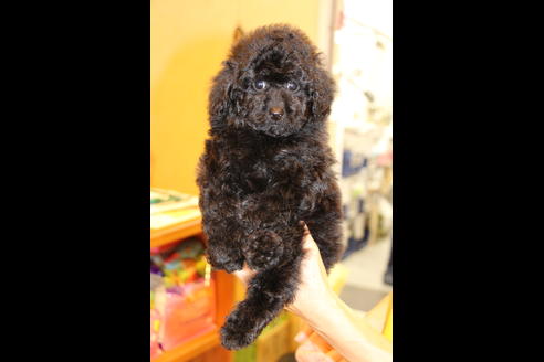 成約済の愛知県のトイプードル-54290の14枚目