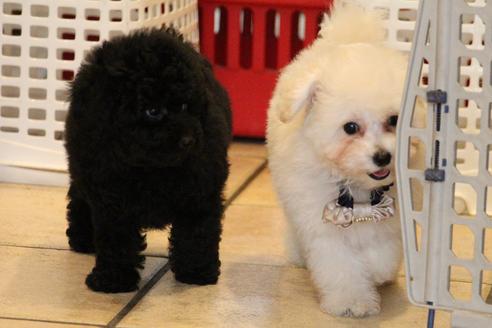 成約済の愛知県のトイプードル-54290の13枚目