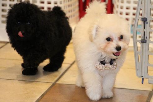 成約済の愛知県のトイプードル-54290の12枚目