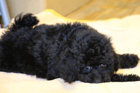 成約済の愛知県のトイプードル-54290の11枚目