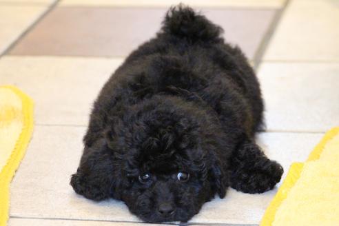 成約済の愛知県のトイプードル-54290の10枚目