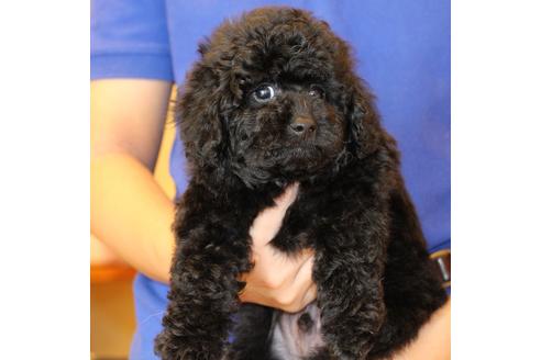 成約済の愛知県のトイプードル-54290の9枚目