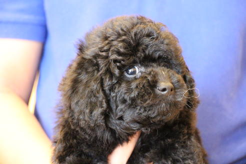 成約済の愛知県のトイプードル-54290の8枚目