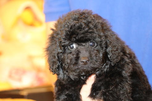 成約済の愛知県のトイプードル-54290の7枚目