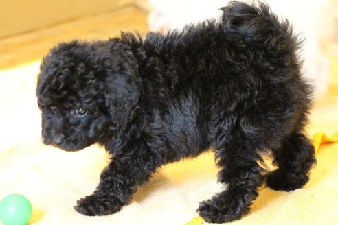 成約済の愛知県のトイプードル-54290の6枚目