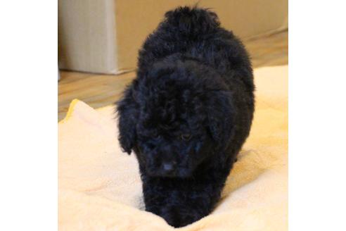 成約済の愛知県のトイプードル-54290の5枚目