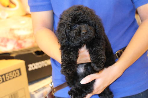 成約済の愛知県のトイプードル-54290の4枚目