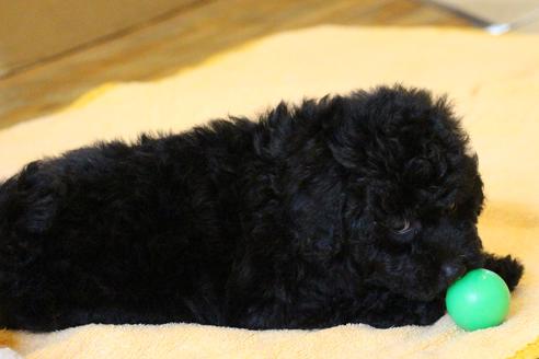 成約済の愛知県のトイプードル-54290の3枚目