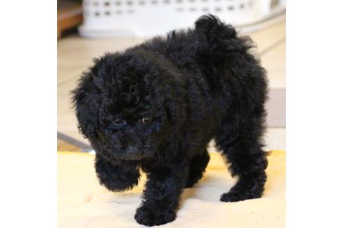 成約済の愛知県のトイプードル-54290の2枚目