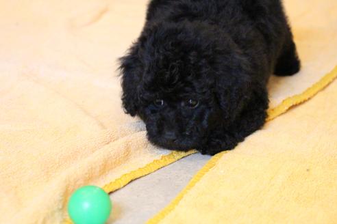 成約済の愛知県のトイプードル-54290の1枚目