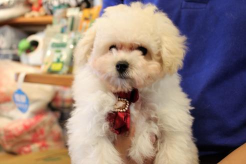 成約済の愛知県のトイプードル-52215の10枚目