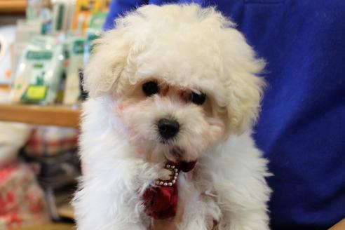 成約済の愛知県のトイプードル-52215の9枚目