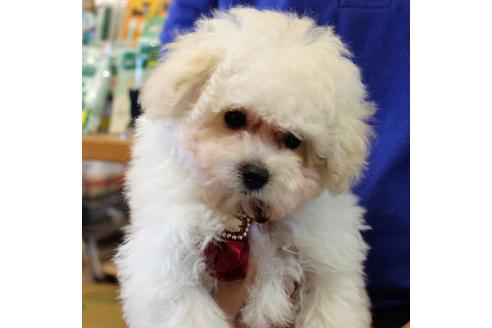 成約済の愛知県のトイプードル-52215の8枚目