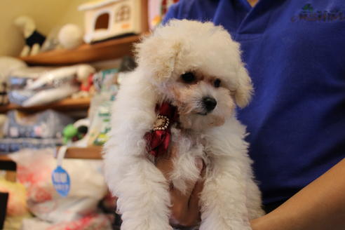 成約済の愛知県のトイプードル-52215の7枚目