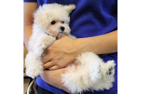 成約済の愛知県のトイプードル-52215の6枚目