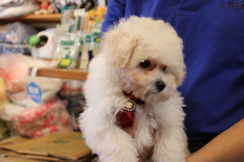 成約済の愛知県のトイプードル-52215の5枚目