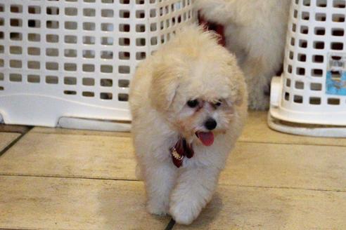 成約済の愛知県のトイプードル-52215の4枚目