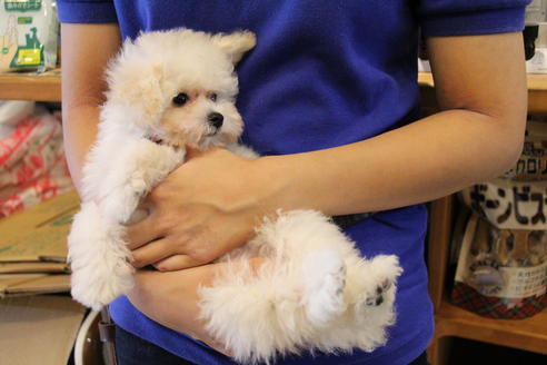 成約済の愛知県のトイプードル-52215の3枚目