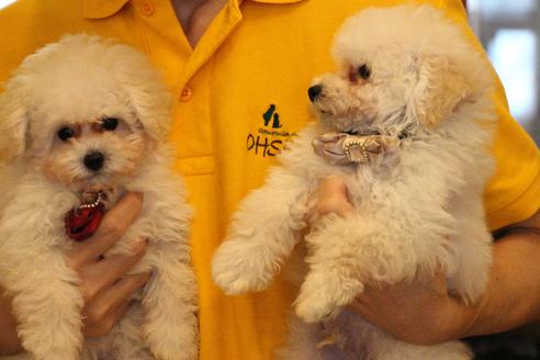 成約済の愛知県のトイプードル-52215の2枚目