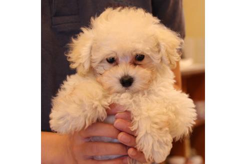 成約済の愛知県のトイプードル-52215の1枚目