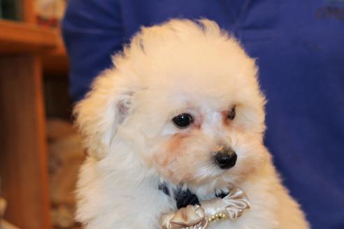 成約済の愛知県のトイプードル-52213の20枚目