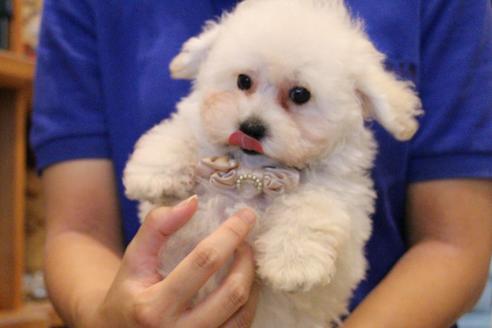 成約済の愛知県のトイプードル-52213の19枚目