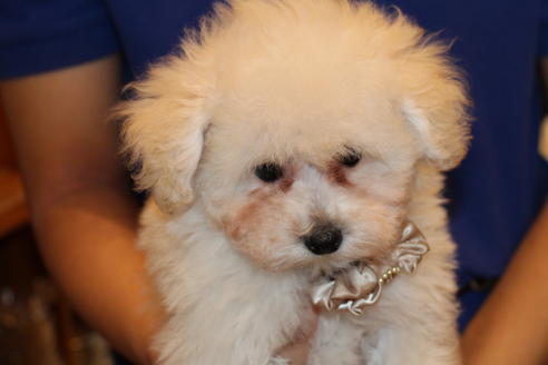 成約済の愛知県のトイプードル-52213の18枚目