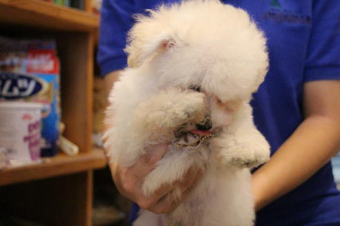 成約済の愛知県のトイプードル-52213の17枚目