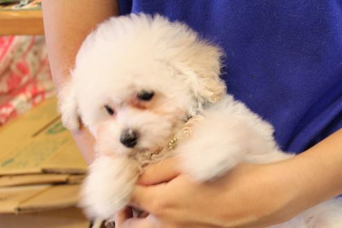 成約済の愛知県のトイプードル-52213の16枚目