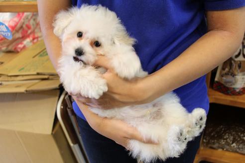 成約済の愛知県のトイプードル-52213の15枚目