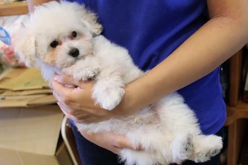 成約済の愛知県のトイプードル-52213の14枚目