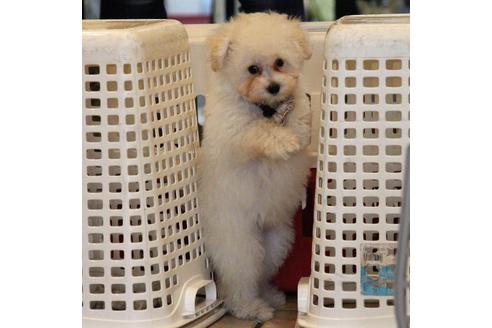 成約済の愛知県のトイプードル-52213の13枚目