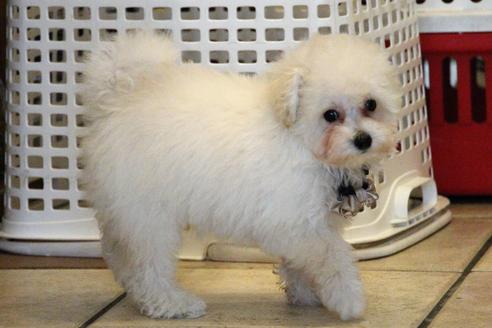 成約済の愛知県のトイプードル-52213の12枚目