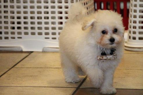 成約済の愛知県のトイプードル-52213の11枚目