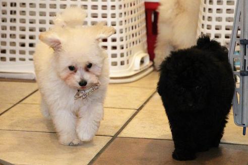 成約済の愛知県のトイプードル-52213の10枚目