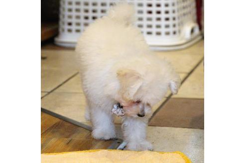 成約済の愛知県のトイプードル-52213の9枚目