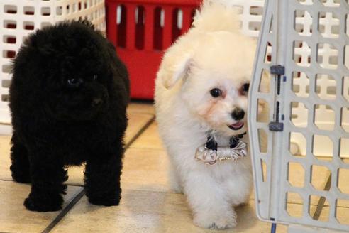 成約済の愛知県のトイプードル-52213の8枚目