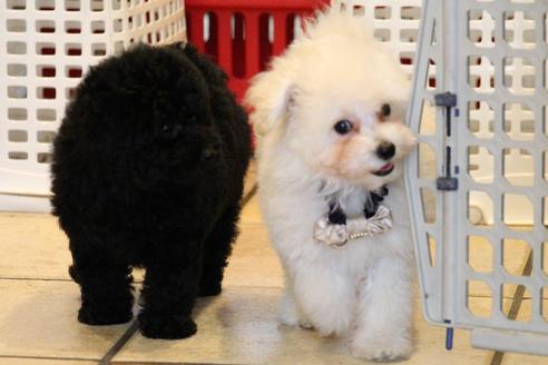 成約済の愛知県のトイプードル-52213の7枚目