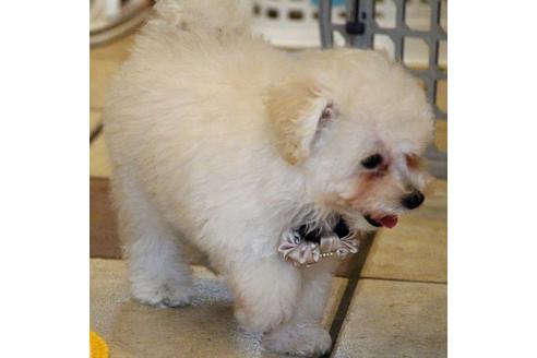 成約済の愛知県のトイプードル-52213の6枚目