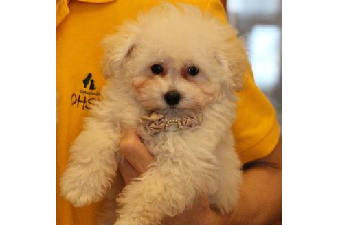 成約済の愛知県のトイプードル-52213の5枚目