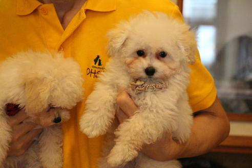 成約済の愛知県のトイプードル-52213の4枚目