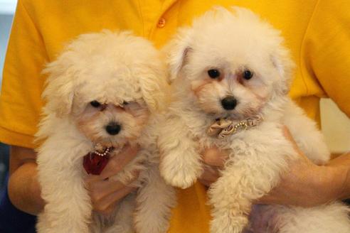 成約済の愛知県のトイプードル-52213の3枚目