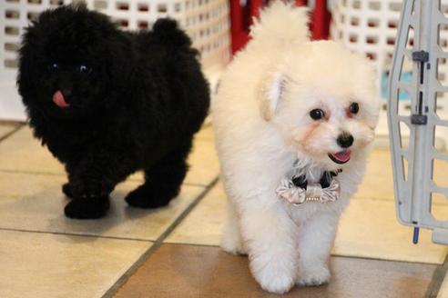 成約済の愛知県のトイプードル-52213の2枚目