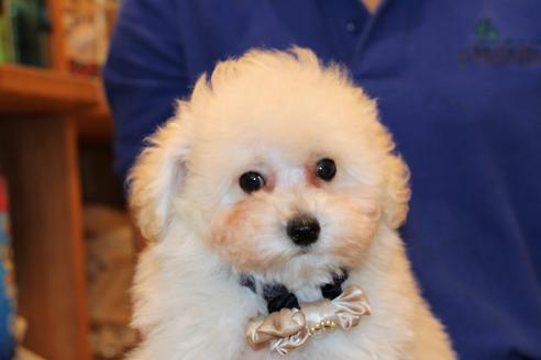 成約済の愛知県のトイプードル-52213の1枚目