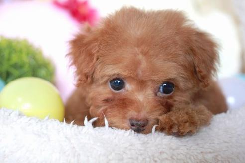 成約済の滋賀県のトイプードル-53664の2枚目