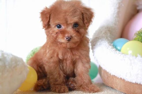 成約済の滋賀県のトイプードル-53664の1枚目