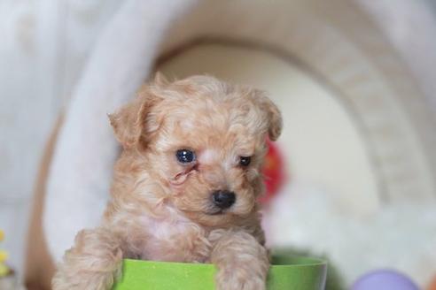 成約済の滋賀県のトイプードル-55404の5枚目